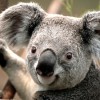 wildu